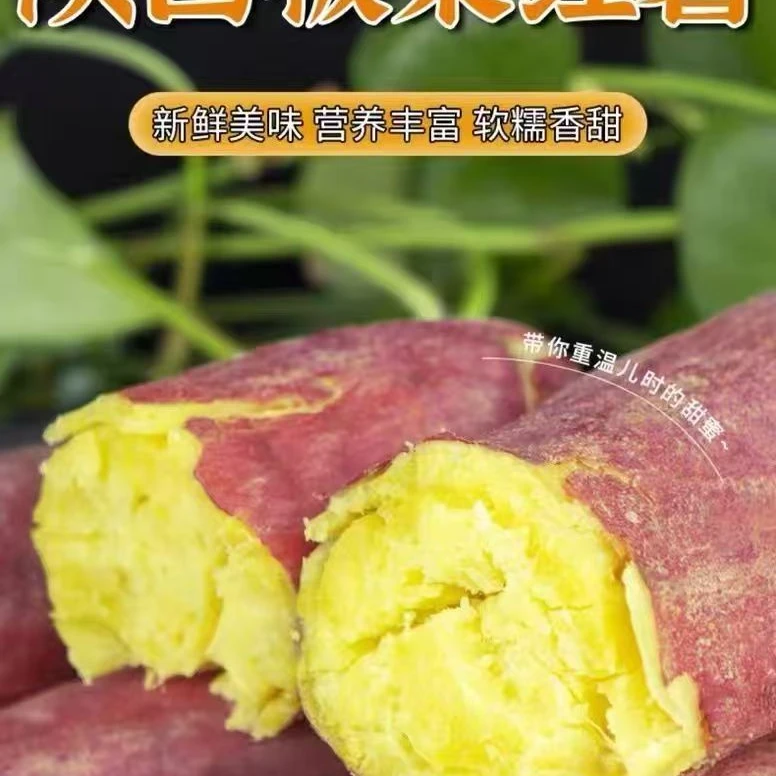 陕西沙地新鲜板栗红薯产地直销软糯香甜老少皆宜皮薄坏果包赔