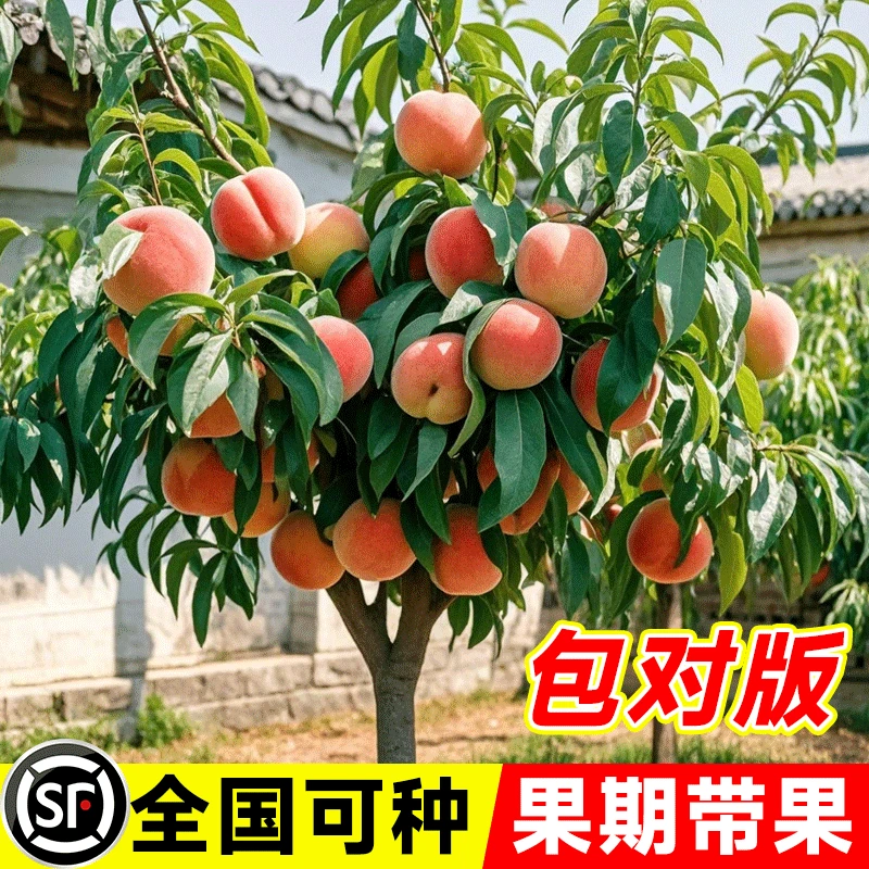 早熟水蜜桃树苗嫁接黄桃树当年结果南方北方种植树苗桃树果苗