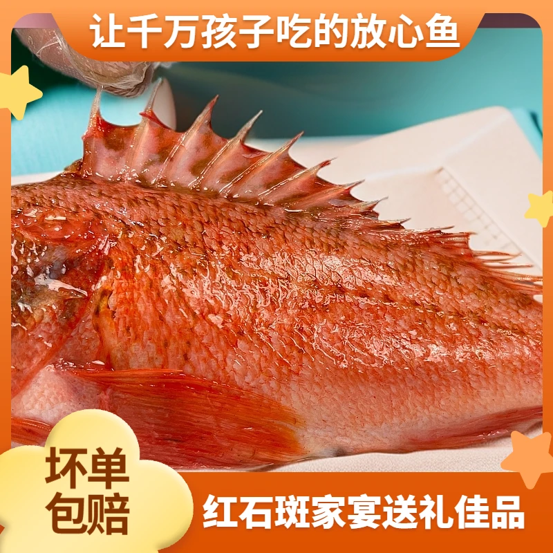 福建天然石斑鱼石狗公虎头斑黑腹鲉鱼海鲜水产礼盒装速冻味道鲜美