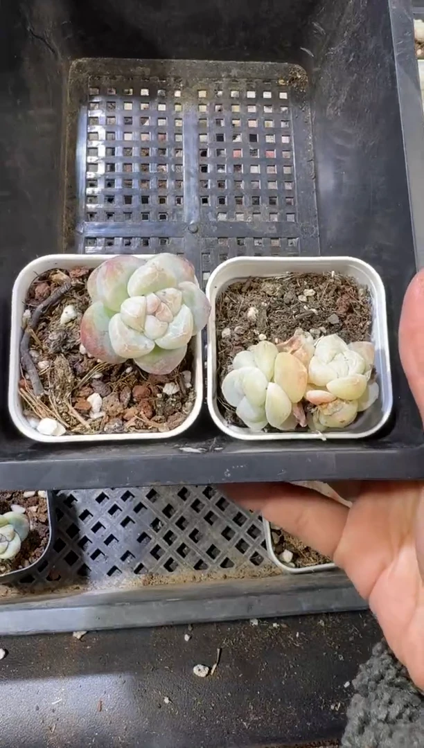 【闪购商品】66号到手一筐江北多肉