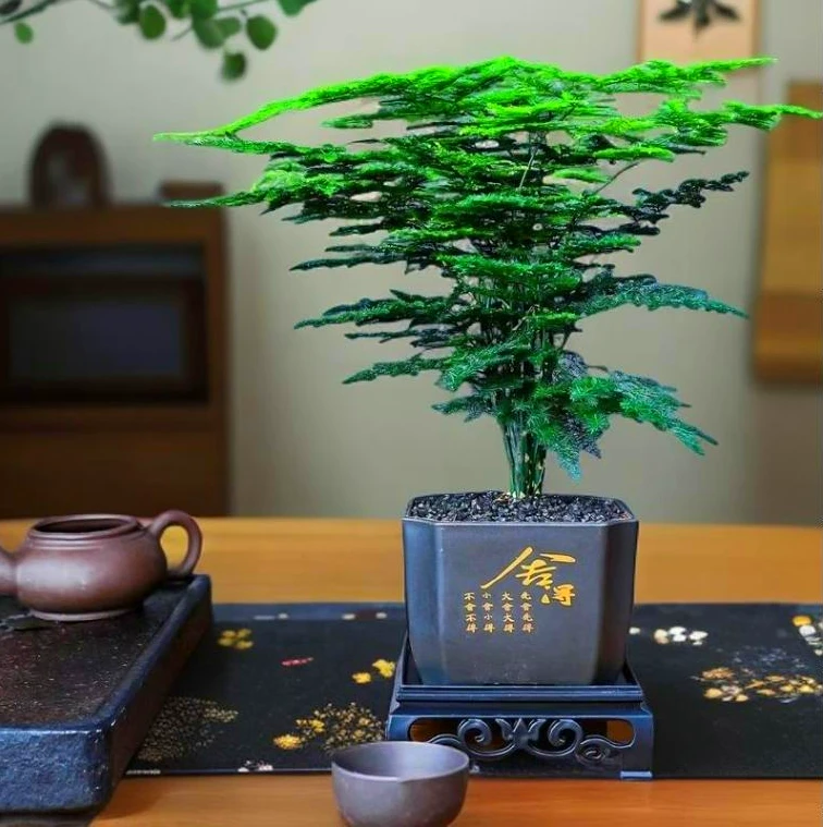 文竹盆栽室内绿植花卉办公室客厅桌面水培植物好养耐寒四季常青