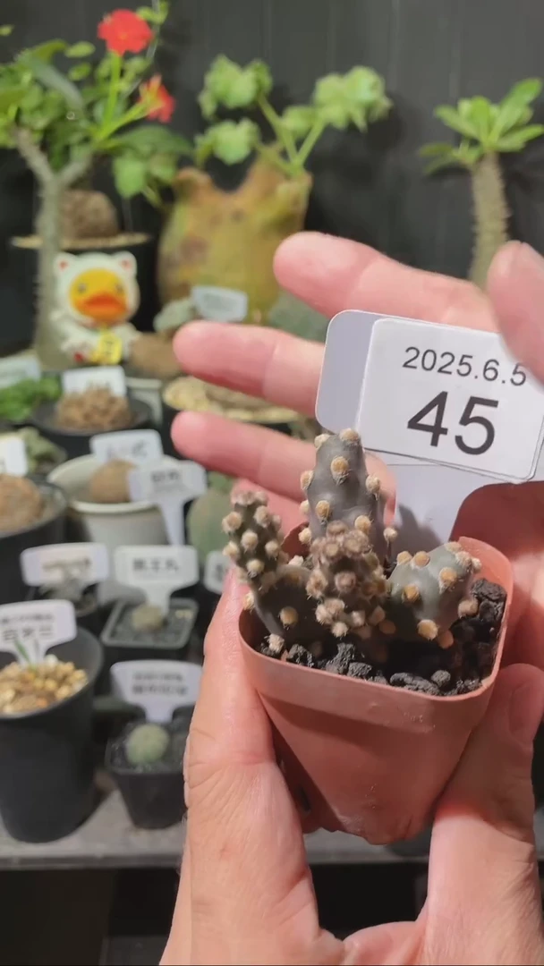 45号605蛸壶团扇带盆不脱土