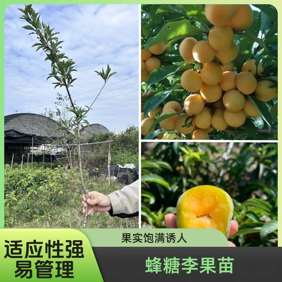 蜂糖庭院阳台种植盆栽地栽四季常绿果树苗南北方适用
