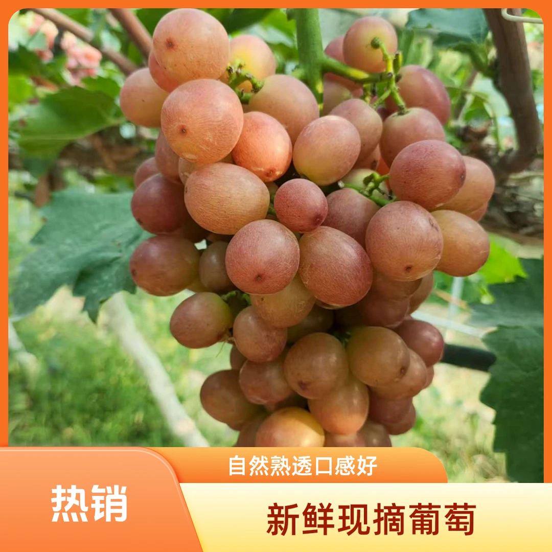 【京东直达】次日达 自家果园现摘现发 中国红红提 应季新鲜水果湖北省湖北省