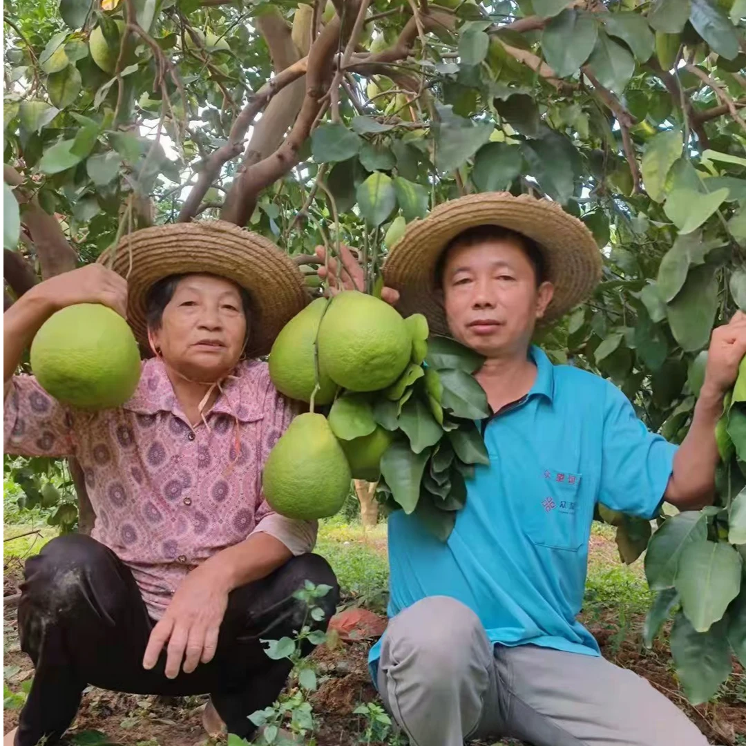 正宗梅州沙田柚金柚白肉5斤纯甜多汁柚子当季水果孕妇水果包邮