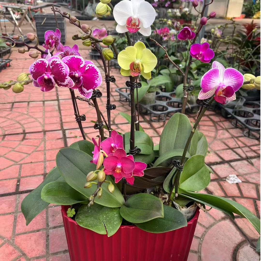 【老板卖花记】蝴蝶兰8颗全家福组盆