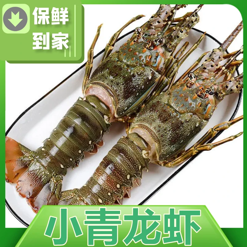 10只小青龙鲜活冷冻大虾大青龙整箱波士顿大龙虾澳龙500g批发包邮