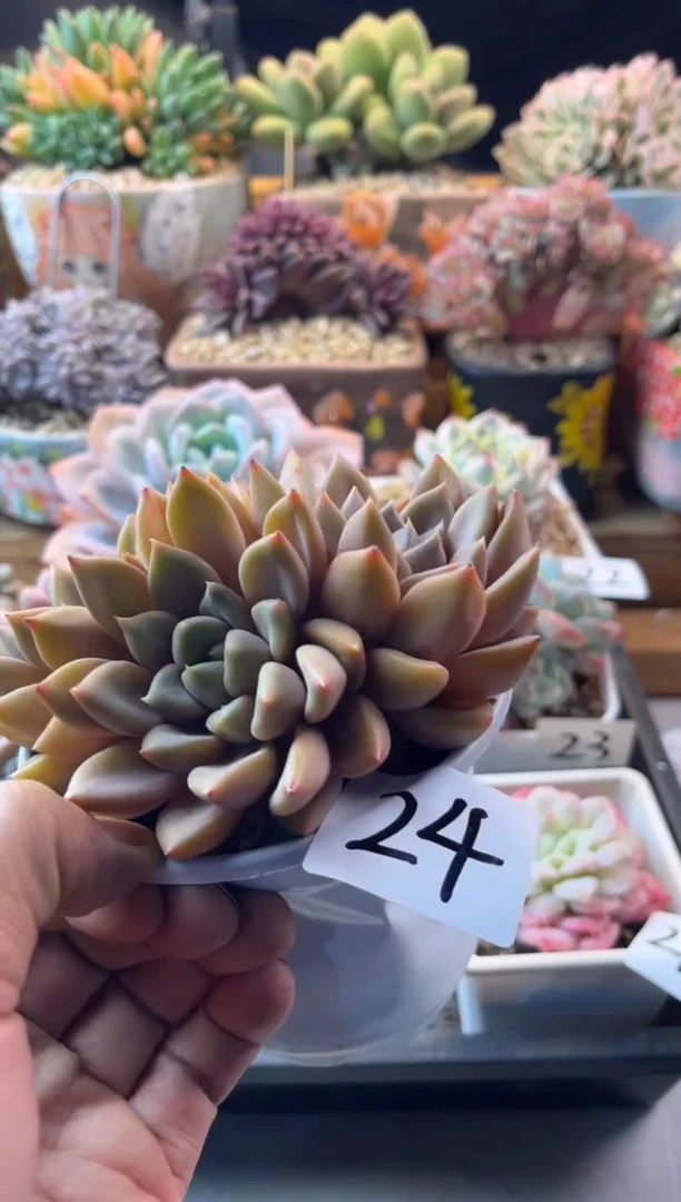 24红象牙1111111111111