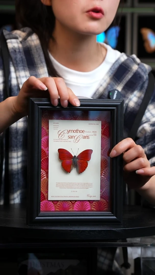 血漪蛱蝶红布底新版本