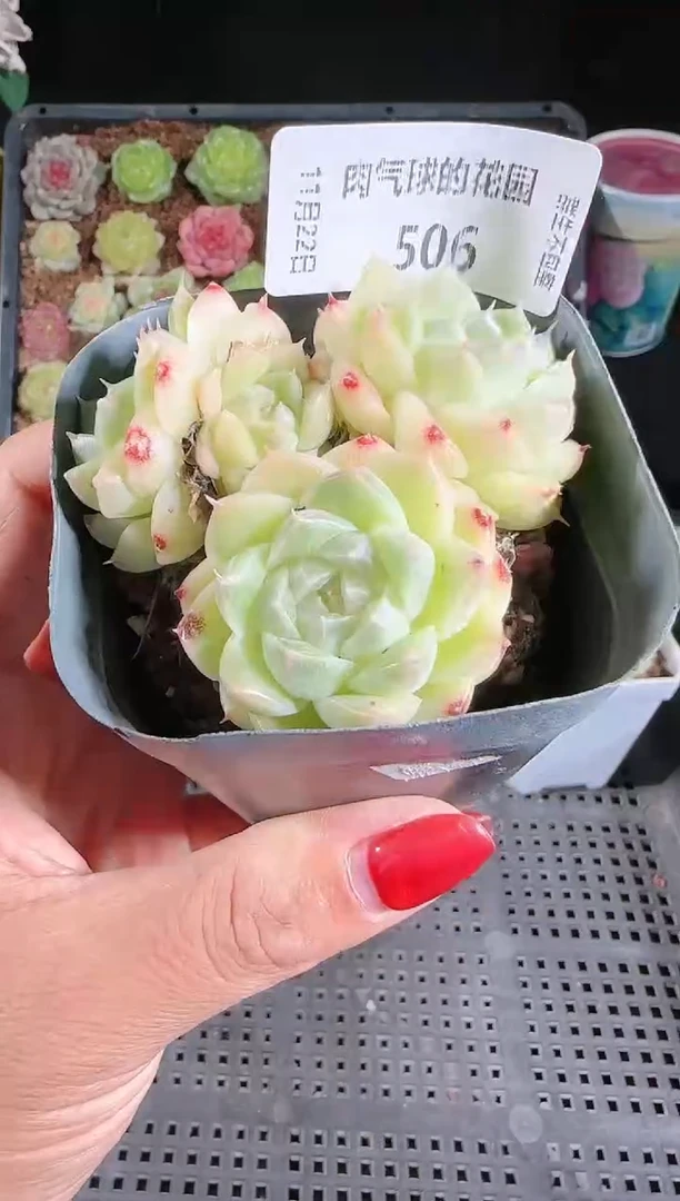 1122-506群生不包整