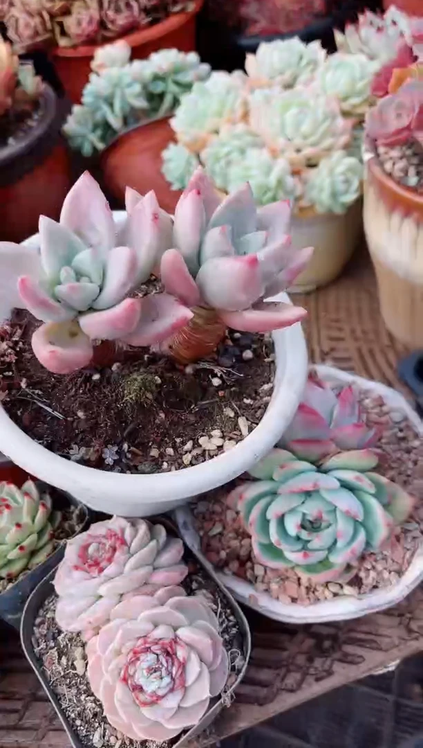 【闪购商品】21324