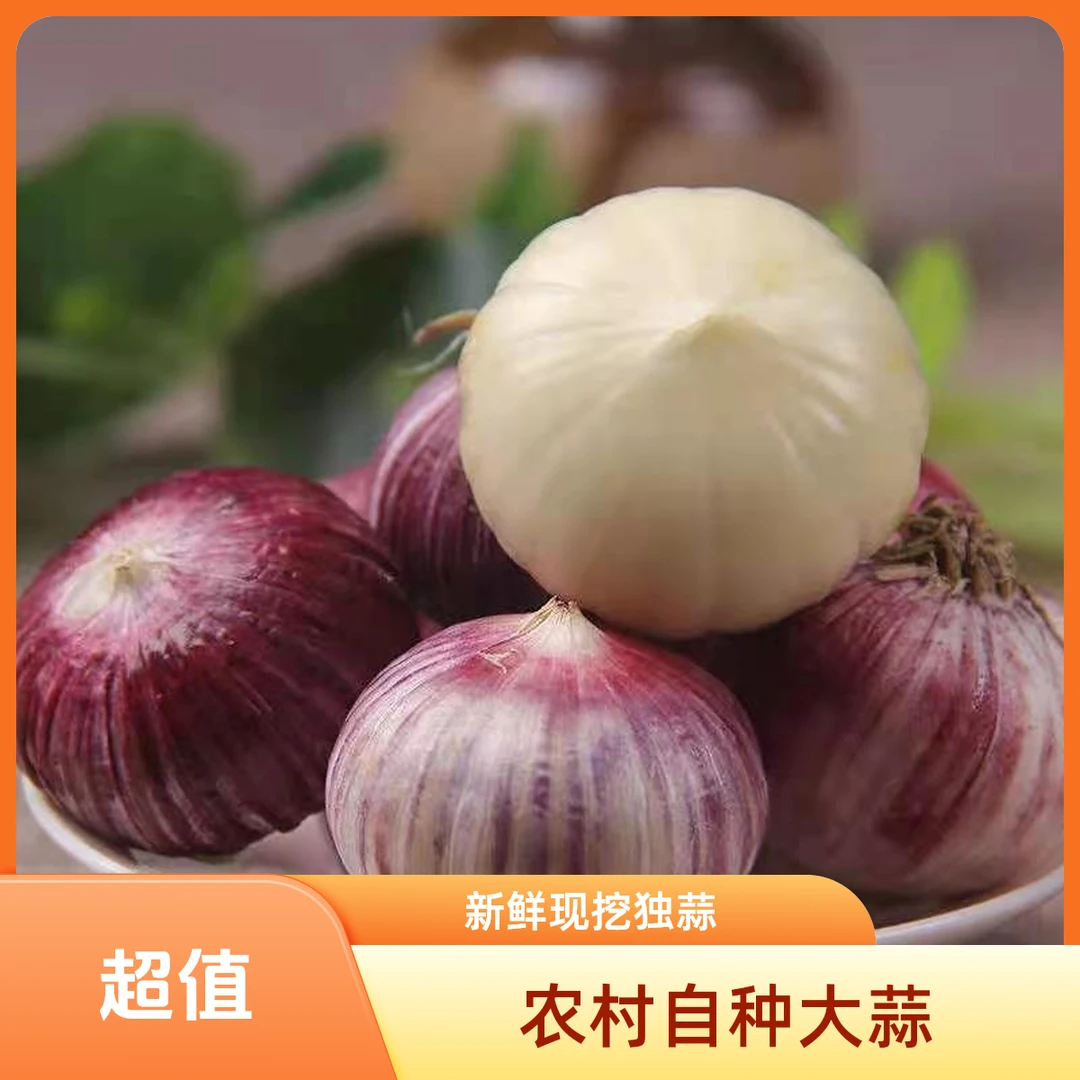 2025云南农村自种紫皮大蒜独蒜现挖现发