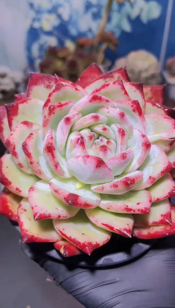 【闪购商品】468红拉糖