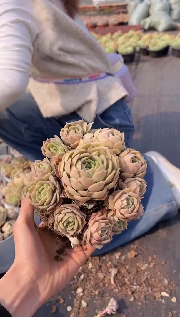 【闪购商品】11-挑手捧昂斯诺