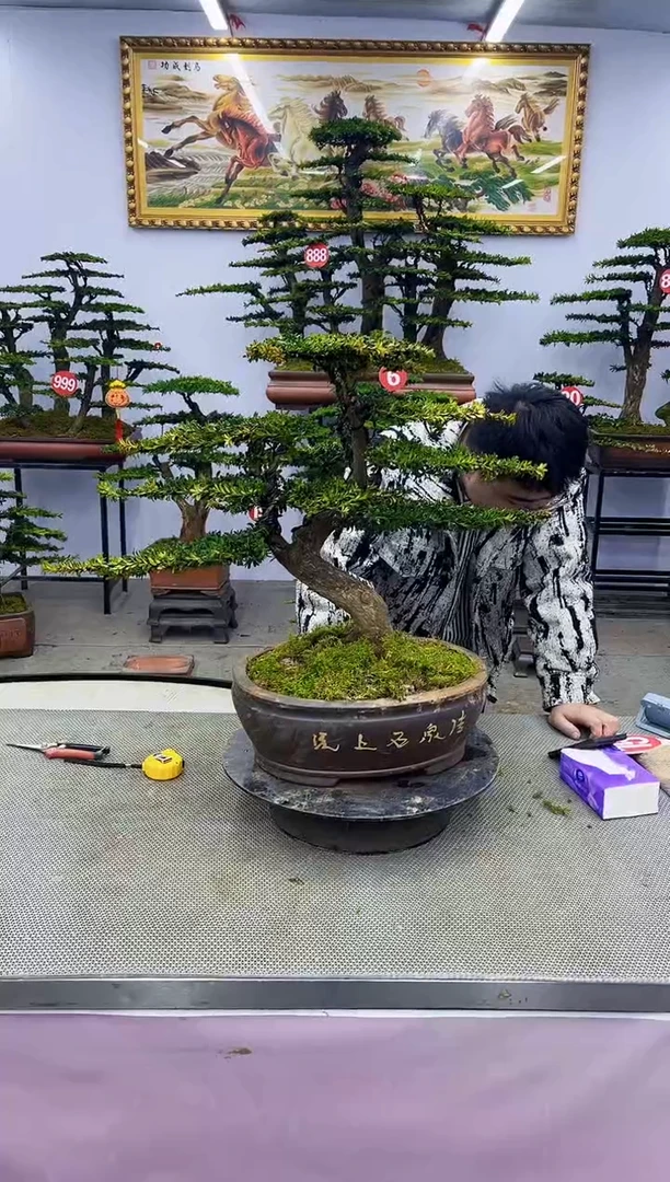 【闪购商品】八斗松/松类活物造型盆景，以直播间截图为啊