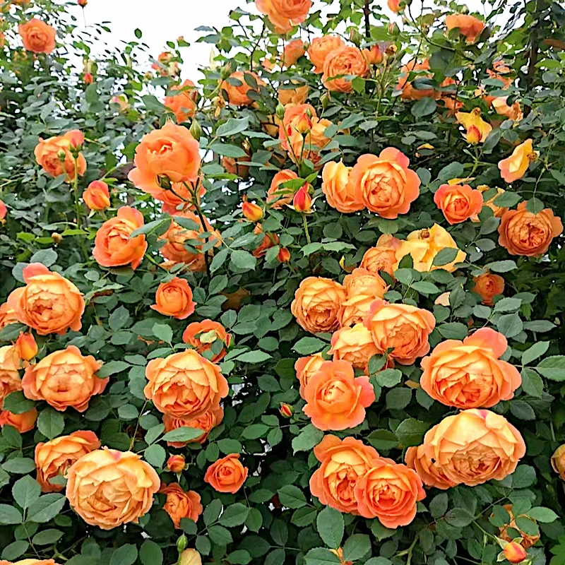 夏洛特夫人藤本月季花大苗阳台院墙爬藤花卉植物盆栽大花浓香四季