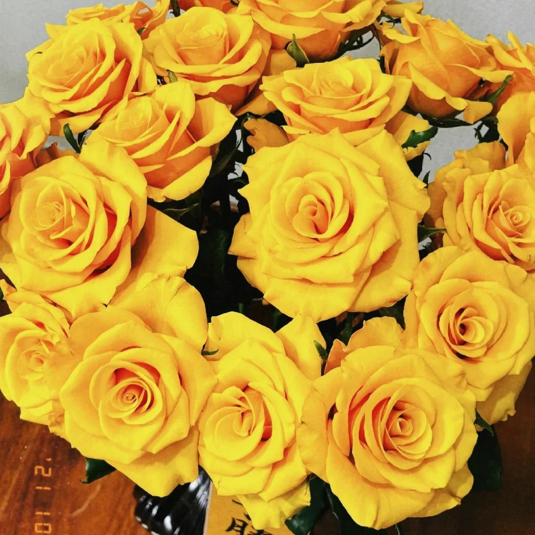10枝辉煌玫瑰-花想果橙-家养花-小时达同城鲜花配送（1~2小时）
