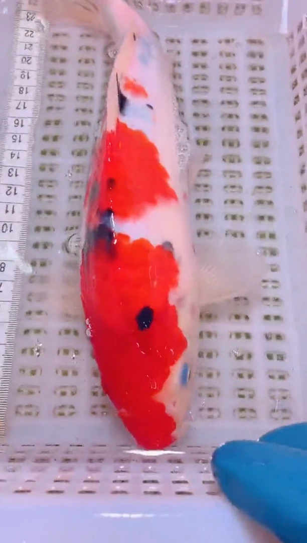 锦鲤冷水观赏鱼全场包邮190