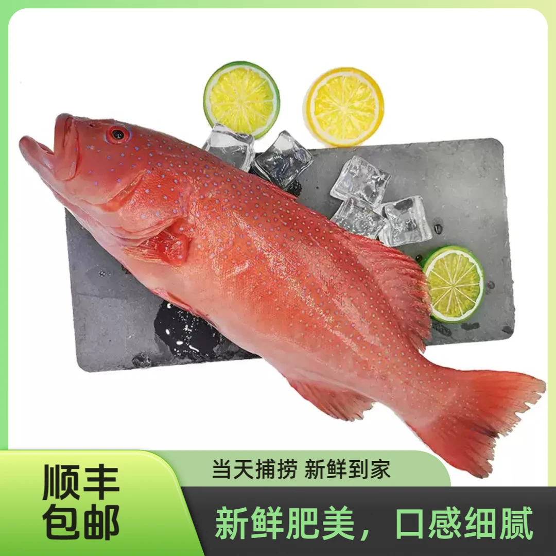 喜鲜港深海东星斑新鲜海捕红星石斑鱼