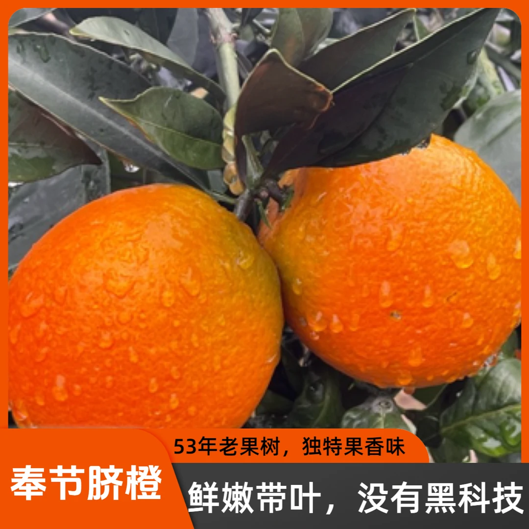 53年老树果72-1品种奉节脐橙江边橙子不打甜蜜素不泡药水现摘带叶