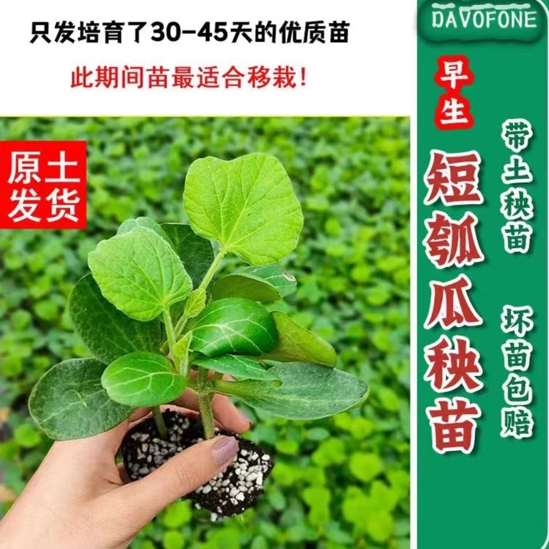 瓠子瓜苗带土发货瓠子瓜秧苗四季蔬菜苗庭院种植