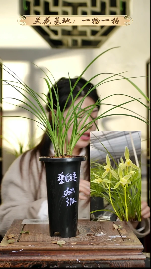 完全开放碧龙玉素5苗2花苞