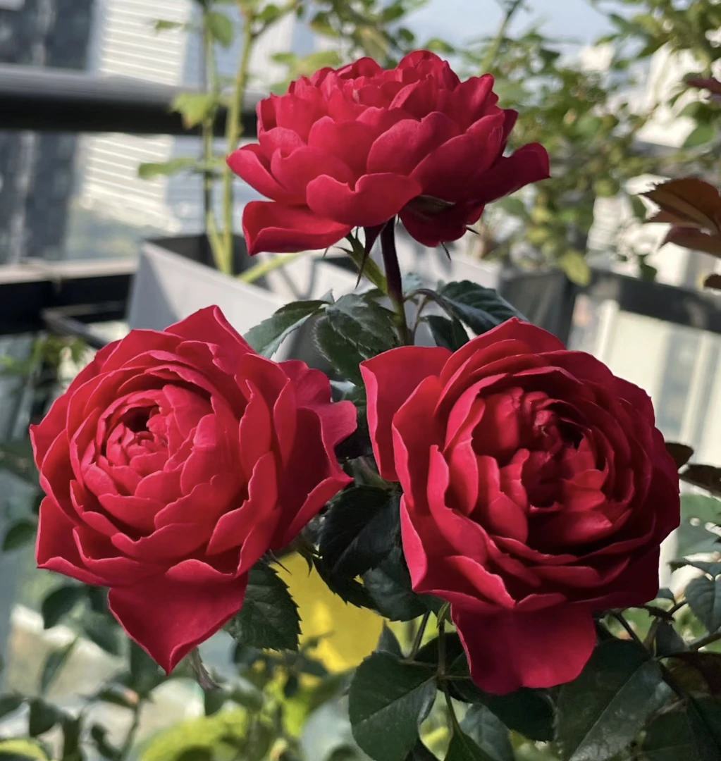 樱桃果汁大花微月丰花月季