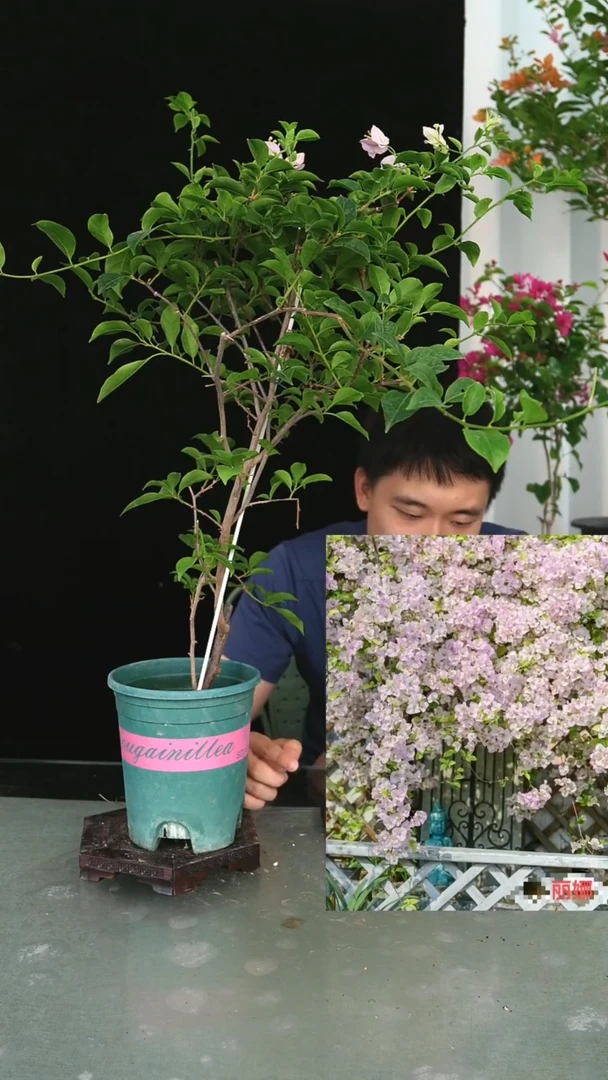 当前无花栽培后可以开花丽娜带竹一颗