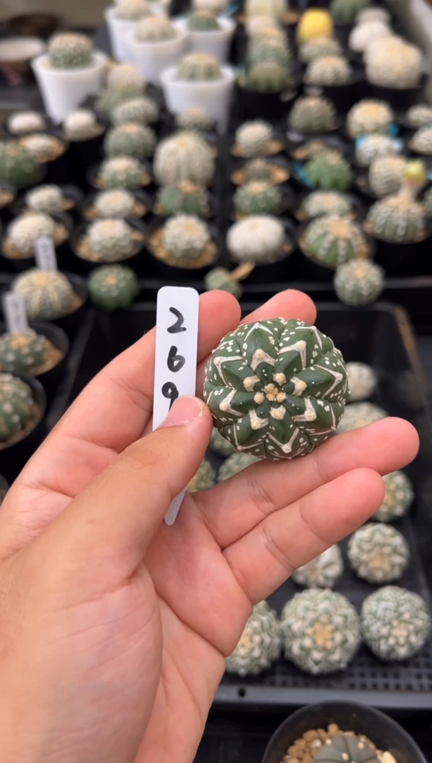 花*月实生根星兜仙人球编码269