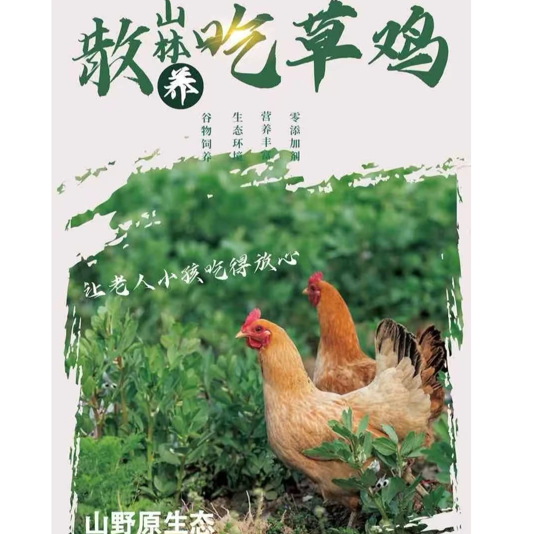 【一物一拍】临沧高原拉祜族生态土鸡1只包杀也可活发 包冰率不含冰