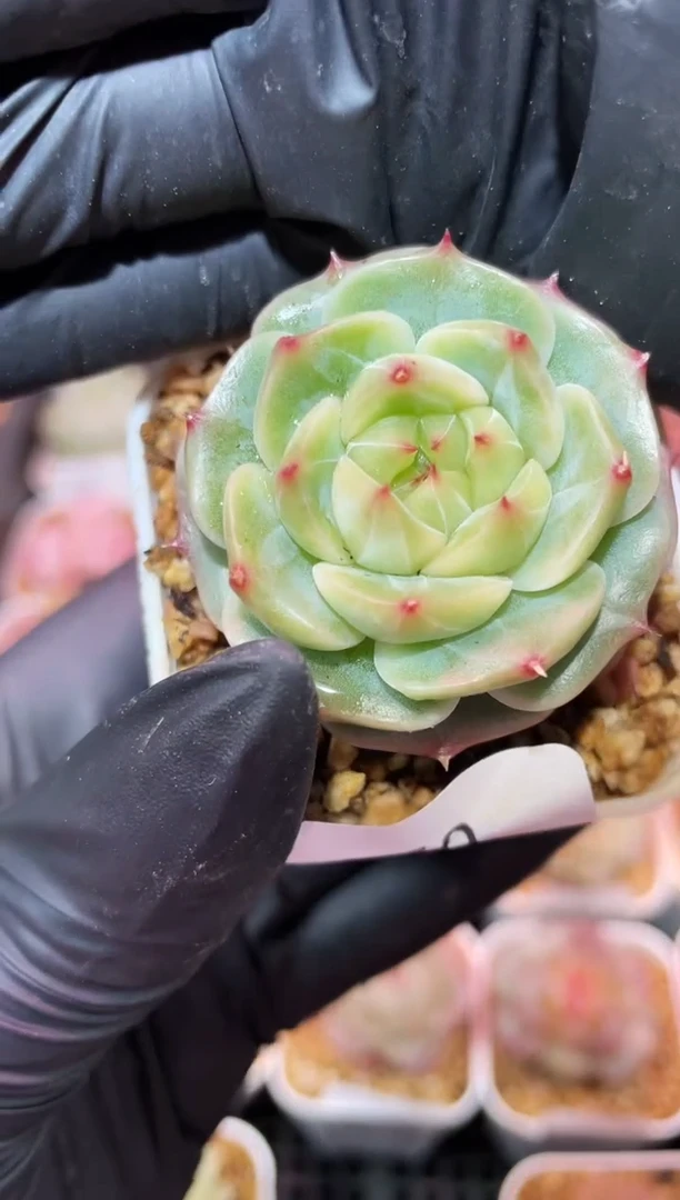 闪购058 机械多肉一颗