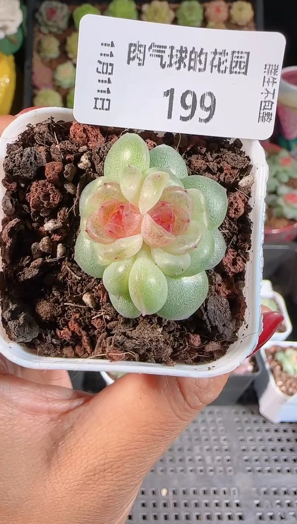 1111-199群生不包整