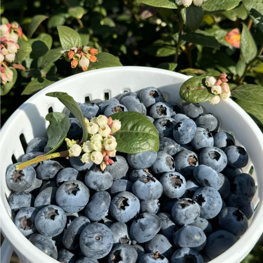 【顺丰空运】大凉山高原花香蓝莓现摘现发
