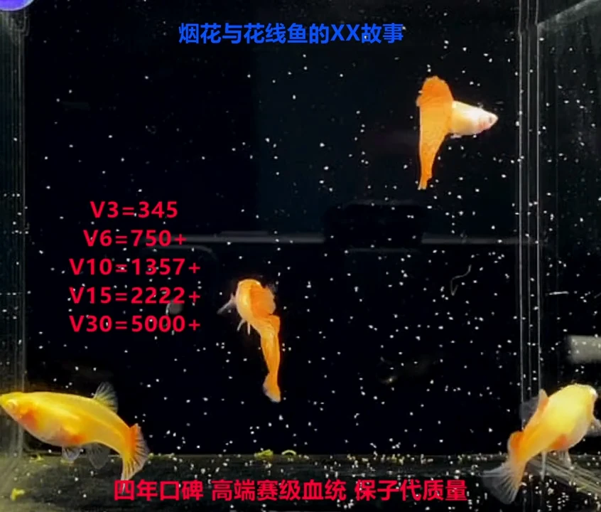 孔雀鱼超厚金属红蕾丝白子压成精品1对多带1对