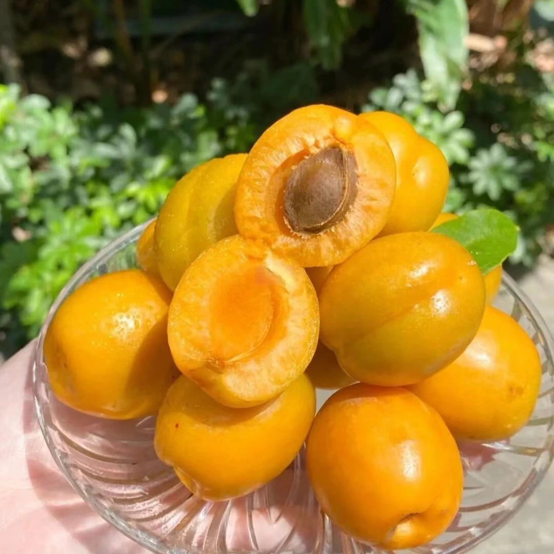 【珍珠油杏】山东珍珠小油杏蜜甜当季孕妇新鲜水果[放软吃]