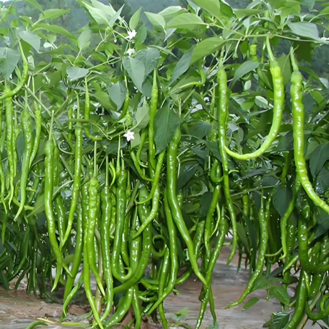 【顺丰包邮】新鲜二荆条线椒农家菜园蔬菜产地直发香辣可口