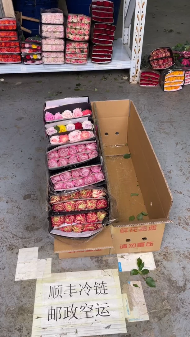 苹果杰克20枝+气场20枝+混色玫瑰20枝