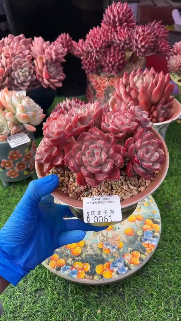 昆明印象多肉0061