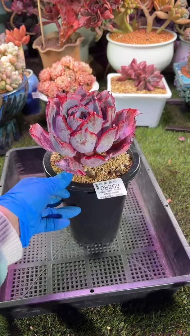 【闪购商品】08269