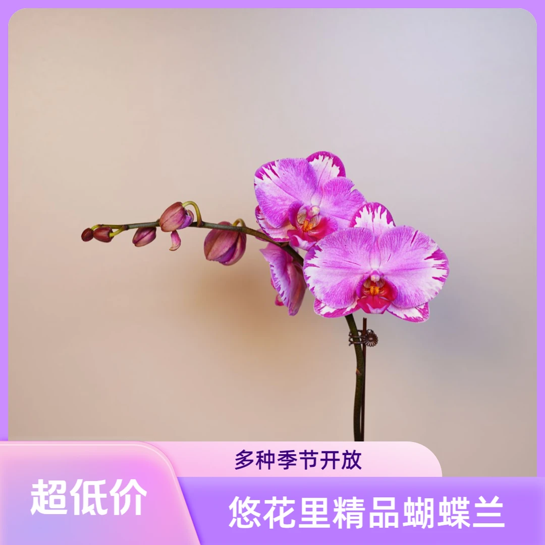 《明兰基地》蝴蝶兰（雷神）3.0寸带花带花苞开花珠发货