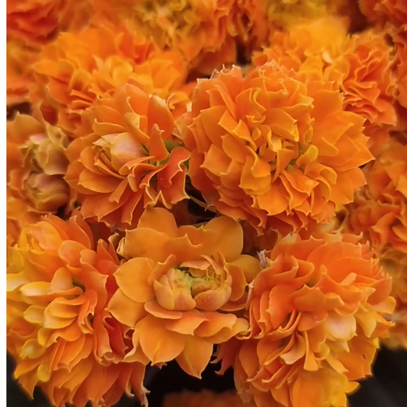 【金步摇】110盆精美长寿花盆栽