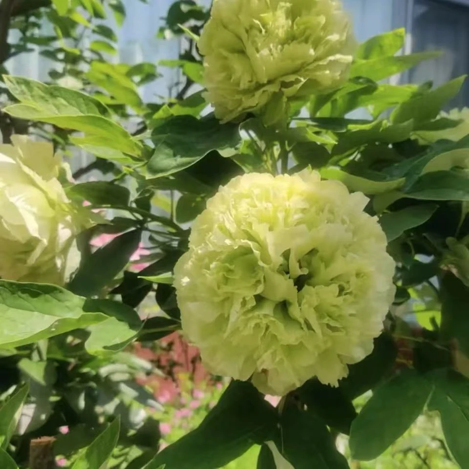 【原盆原土-春柳】洛阳正宗重瓣牡丹花室内庭院盆栽牡丹花基地直发