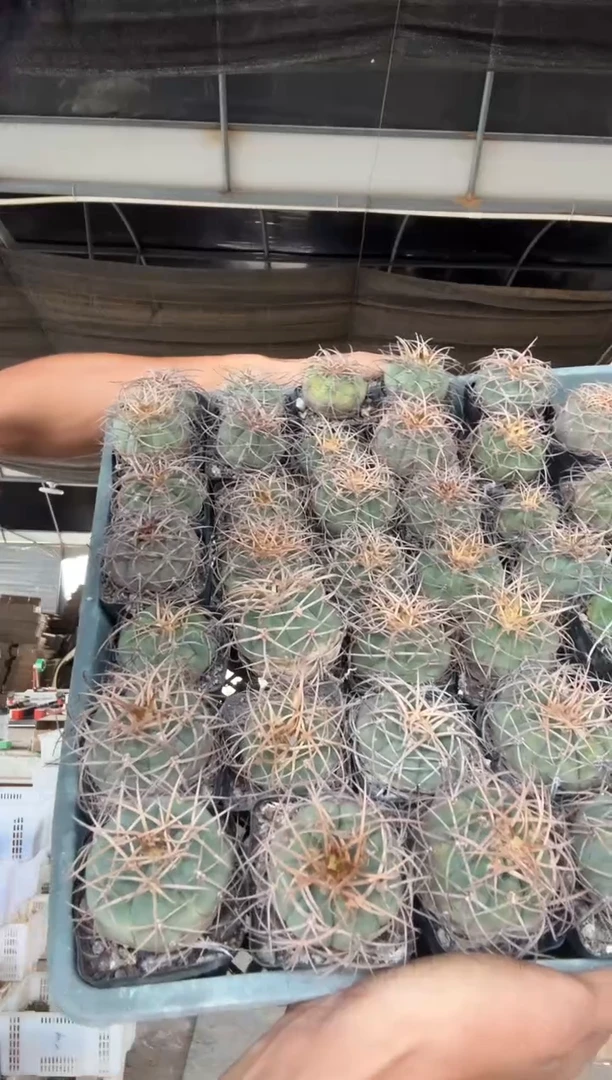 实生光琳玉25.99