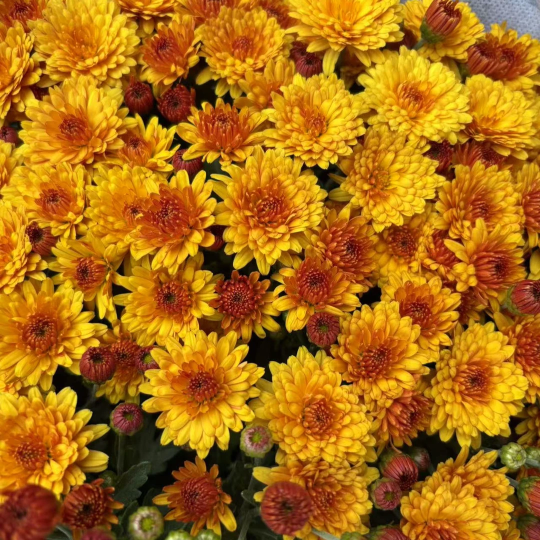 金秋岁月 球菊千头菊盆栽 花量大爆花机器多季节开花