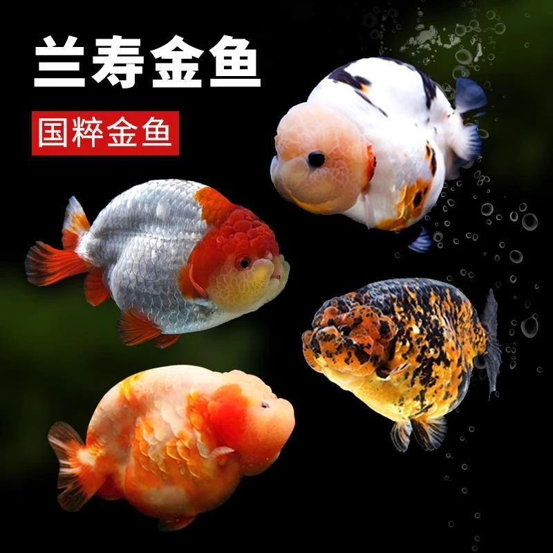 【福州兰寿】精品小压成大头波妞兰寿金鱼鱼苗奶牛奶花冷水观赏鱼
