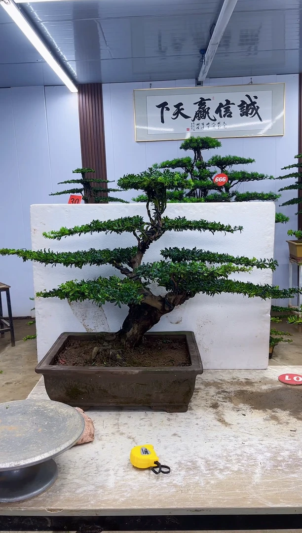无花朵一物一拍，所见所得