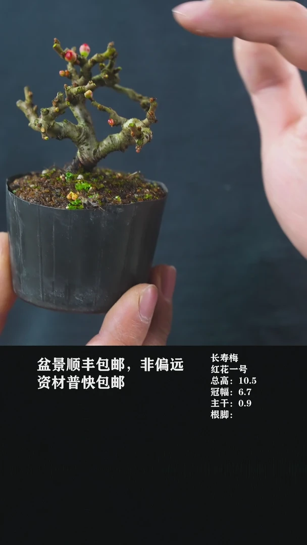 【闪购商品】-红花长寿梅-U10
