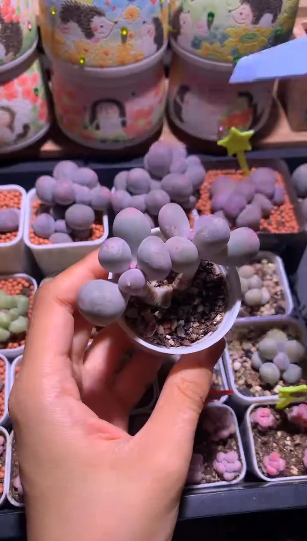 双头米可微晒特价