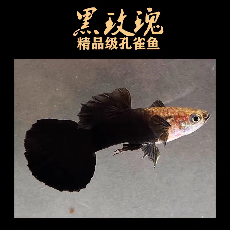 精品黑玫瑰 黑美人孔雀种鱼（入缸不包损）
