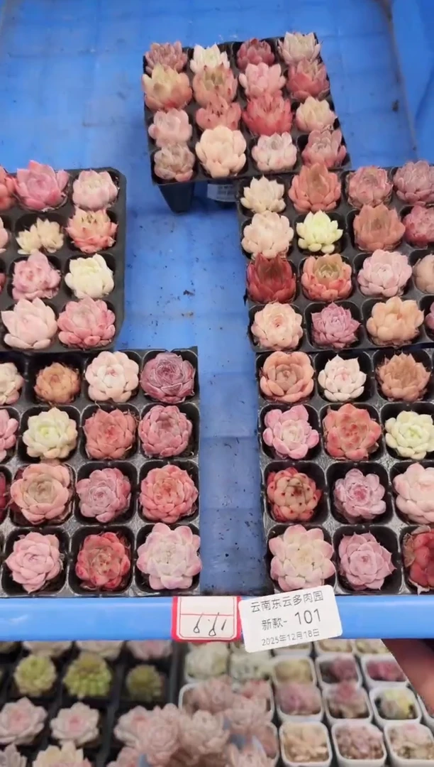 东云多肉园新款-101（其中一份）